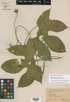 Image result for Eureiandra leucantha