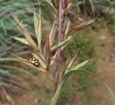 Image result for Cymbopogon caesius