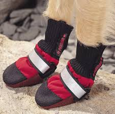 Check spelling or type a new query. Best Winter Products For Shih Tzus Ilovemyshihtzublog