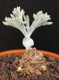 Image result for Eriospermum