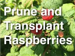 How old are the raspberries? How To Grow Prune And Transplant Raspberries Youtube