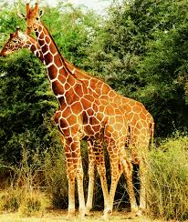 Reticulated Giraffe Wikiwand