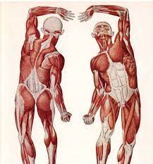 Enjoy a selection of illustrations, sketches, model sheets and tutorials by various artists, collected male torso types #torso #types #drawings ; Muscle Anatomy For Artists Female Back Muscle Anatomy Female Torso Muscles Anatomy Male Human Muscle Anatomy Anatomy Drawing Human Anatomy Female