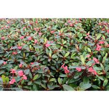 Image result for Euphorbia pfeilii