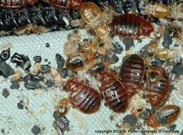Smoke detectors should be installed on every level of your home, including basements and one in select a drill bit slightly smaller than the size of the supplied wall anchors to ensure a snug fit. Bed Bugs Entomology