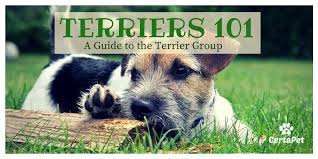 Terriers 101 A Guide To The Terrier Breeds Certapet