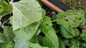 Check spelling or type a new query. How Do I Prevent Holes In The Leaves Of My Vegetable Garden Gardening Landscaping Stack Exchange