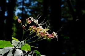 Image result for Clerodendrum pleiosciadium