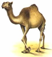 الابل واسماؤها ملف شامل