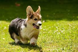 Growth Welsh Corgi Pembroke Puppy Weight Chart Welsh Corgi Pembroke