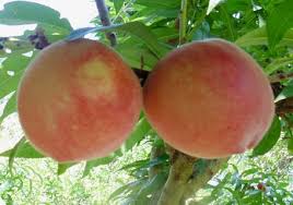 Peaches (Prunus Persica)