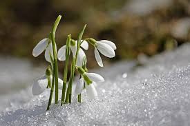 Un Rucher Au Jardin Le Perce Neige Une Fleur Mellifere En Hiver