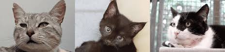 Top 10 reasons to adopt an older cat! Home Holly Hedge Animal Sanctuary