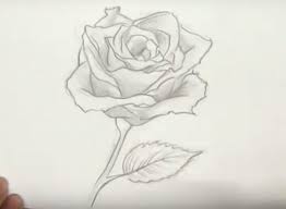 Beginner acrylic & oil instructional dvds. How To Draw A Rose Using A Pencil Or Charcoal Step By Step