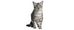 CFA Registered Egyptian Mau Cats and Kittens