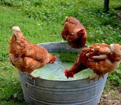 I D Have These Wandering Around Everywhere Poule D Ornement Poules Et Poussins Poule