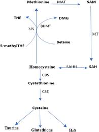 Image result for Homocysteine
