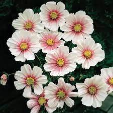 Cosmos Daydream 1 85 From Mr Fothergills Seeds Cosmos Flowers Flower Seeds Annual Flowers