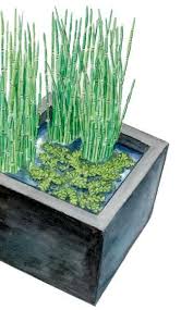 Mini Teiche Gekonnt Gestalten Miniteich Teich Garten Pflanzen