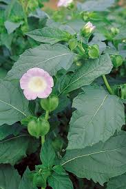 Image result for Nicandra