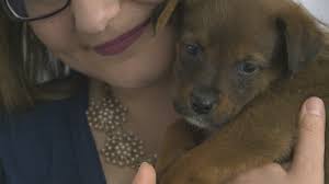 View pets available for adoption. 50 Rescue Puppies Looking For Forever Homes Kare11 Com