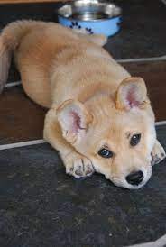 Top 25 Corgi Hybrids Corgi Cross Breeds Corgi Cross Corgi