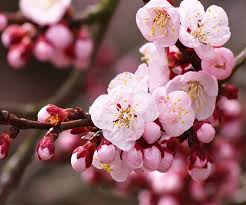 Image result for hoa dao tet