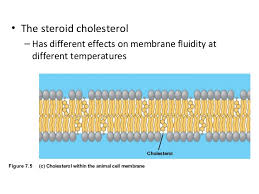 In cosmetics, eye creams, shampoos, etc. Membrane Function And Structure And Cell Transport