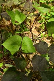 Image result for Lablab