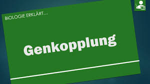 Genkopplung — gen|kopplung, faktorenkopplung, gemeinsame weitergabe von genen von einer generation zur anderen. Genkopplung Und 3 Mendelsche Regel Youtube