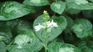 Image result for Isoglossa gregorii