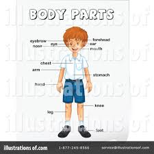 It has about the size of a fist. Quotes About Body Parts 131 Quotes
