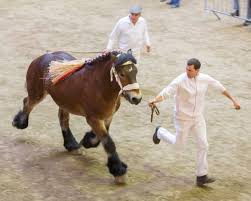 Pour les cavaliers de chevaux de sport, le salon du cheval est le graal et c'est un rêve pour eux d'y participer en tant que. Toutes Les Demonstrations Organisees Pendant Libramont 2019