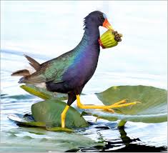 Image result for Ptaeroxylaceae