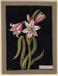 Image result for Crinum jasonii
