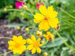 In the last 11 years, this home has increased its value by 75%. Coreopsis Plant Care Growing Guide