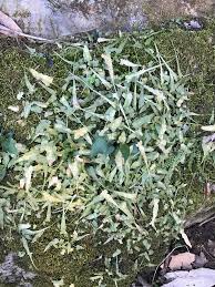 Image result for Asplenium laurentii