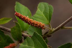 Image result for Acalypha chirindica