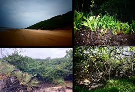 Image result for Triainolepis sancta