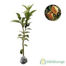 Salah satunya adalah jeruk jari budha. Jual Tanaman Jeruk Tangan Buddha Buddha S Hand 60 100 Cm Bibitbunga Com