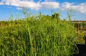 Image result for Cyperus tenax