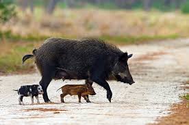 | meaning, pronunciation, translations and examples. Guam S Forests Have An Unlikely Ally Feral Pigs