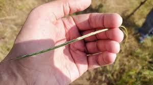 Image result for Sehima