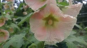 Hollyhocks are biennial, meaning in the first year they only form the leaf rosette; How To Identify Hollyhock Plant Youtube
