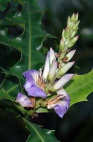 Image result for Acanthus mayaccanus