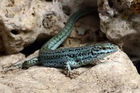 Ibiza Wall Lizard Podarcis Pityusensis Eidechse Echse