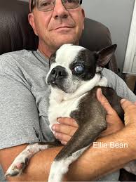 ELLIE BEAN PUPDATE: I'm so sorry to do this so soon after a raffle but I  need to beg a little bit 😩 Our precious little sloth Ellie Bean is  scheduled for