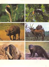 Image result for Centemopsis kirkii