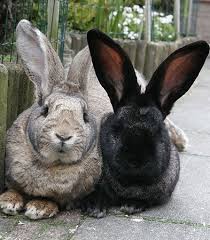 Image result for flemish giant rabbits