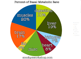 Basal Metabolic Rate Liberal Dictionary